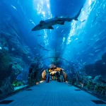 Gallery Thumbnail 1